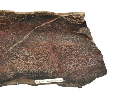 Silicified fossil wood, Permian, GER